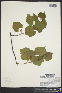 Vitis rotundifolia image