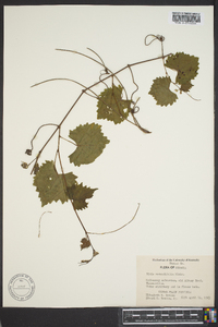 Vitis rotundifolia image