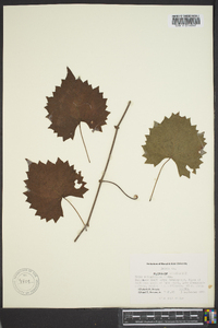 Vitis rotundifolia image