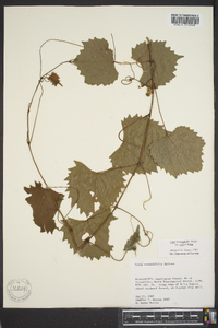 Vitis rotundifolia image