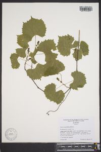 Vitis rotundifolia image