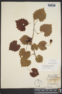 Vitis rotundifolia image