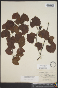 Vitis rotundifolia image