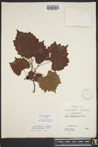 Vitis rotundifolia image