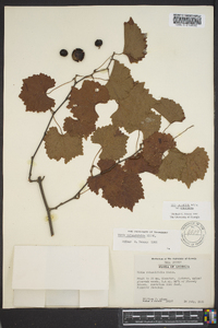 Vitis rotundifolia image