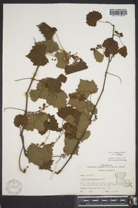 Vitis rotundifolia image