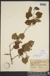 Vitis rotundifolia image