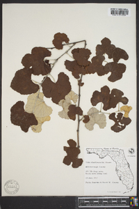 Vitis shuttleworthii image