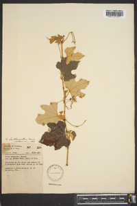 Vitis shuttleworthii image