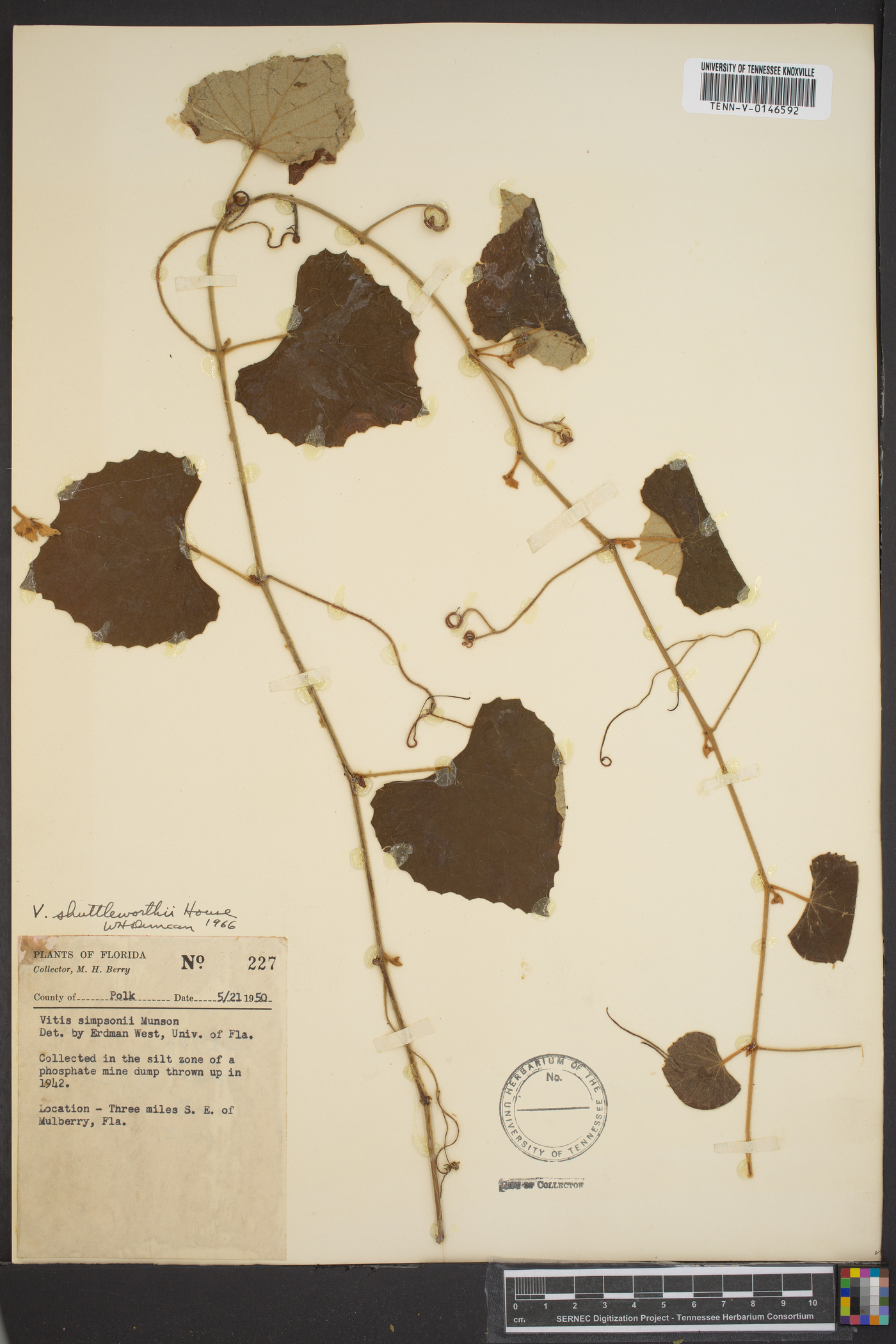 Vitis shuttleworthii image