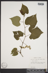 Vitis vulpina image