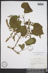 Vitis vulpina image