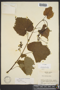 Vitis vulpina image