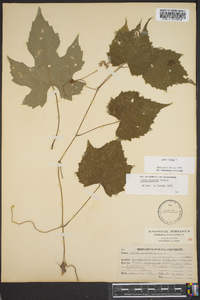 Vitis vulpina image