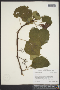 Vitis vulpina image