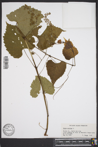 Vitis vulpina image