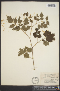 Ampelopsis arborea image