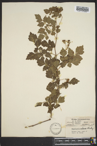 Ampelopsis arborea image