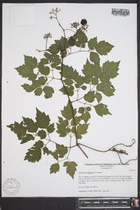 Ampelopsis arborea image