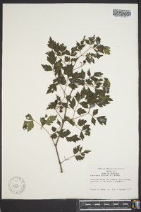 Ampelopsis arborea image