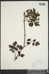 Ampelopsis arborea image