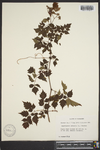 Ampelopsis arborea image