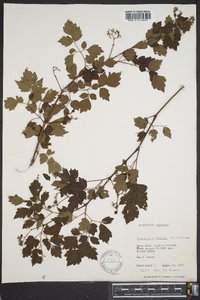 Ampelopsis arborea image