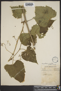 Ampelopsis cordata image