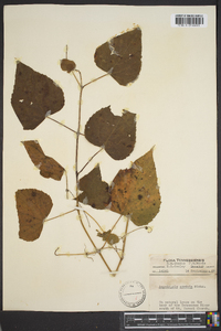 Ampelopsis cordata image