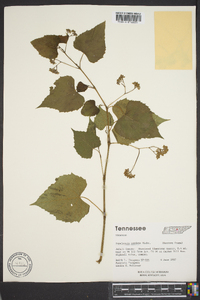 Ampelopsis cordata image