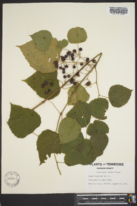 Ampelopsis cordata image