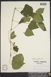 Ampelopsis cordata image