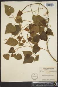 Ampelopsis cordata image