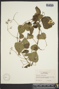 Ampelopsis cordata image