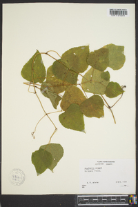 Ampelopsis cordata image