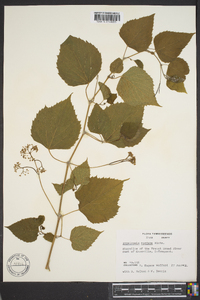 Ampelopsis cordata image