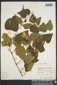 Ampelopsis cordata image