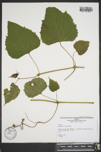 Ampelopsis cordata image