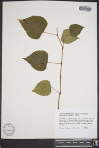 Ampelopsis cordata image