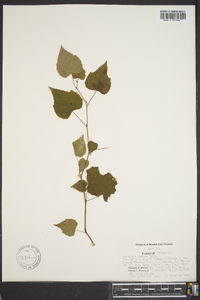 Ampelopsis cordata image