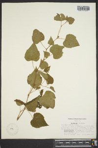 Ampelopsis cordata image