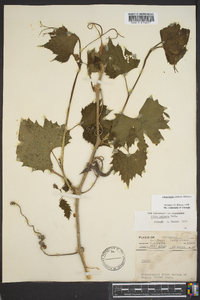 Ampelopsis cordata image