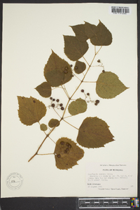 Ampelopsis cordata image