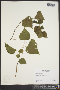 Ampelopsis cordata image