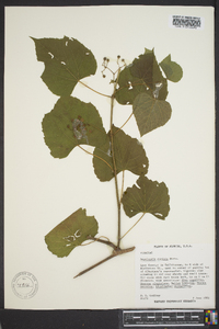 Ampelopsis cordata image