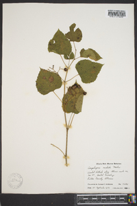 Ampelopsis cordata image