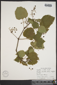 Ampelopsis cordata image