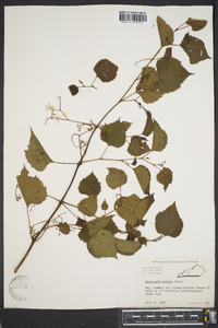 Ampelopsis cordata image