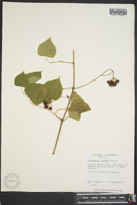 Ampelopsis cordata image