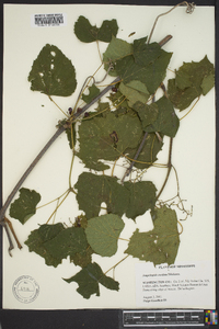 Ampelopsis cordata image